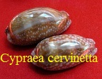 Cypraea cervinetta, Kiener 1843